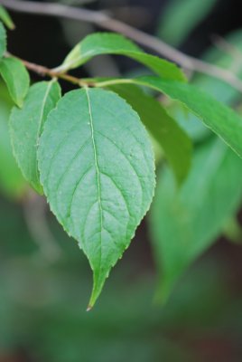 Eucommia ulmoides - gumojilm jilmovitý - list